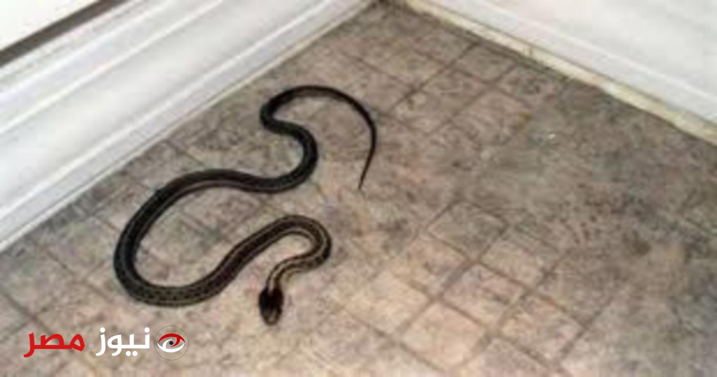 "خلي بالك هيملوا البيت عندك" .. أشياء داخل منزلك تجلب الثعابين إلى منزلك .. انتبه قبل فوات الأوان!!