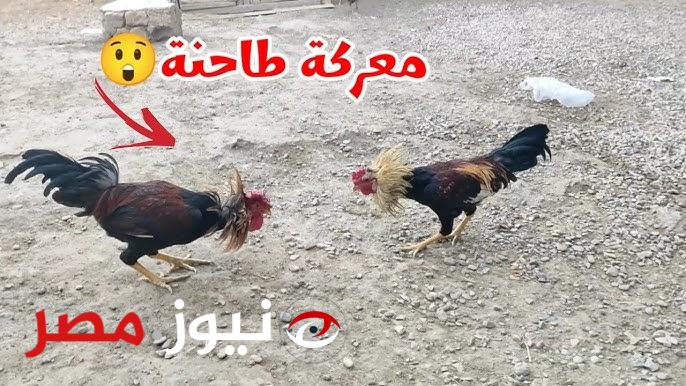 مش هتتخيل إلى حصل ..صقر افريقي جائع يهاجم صغار الدجاجة لكن ما فعله الديك كان صادماً